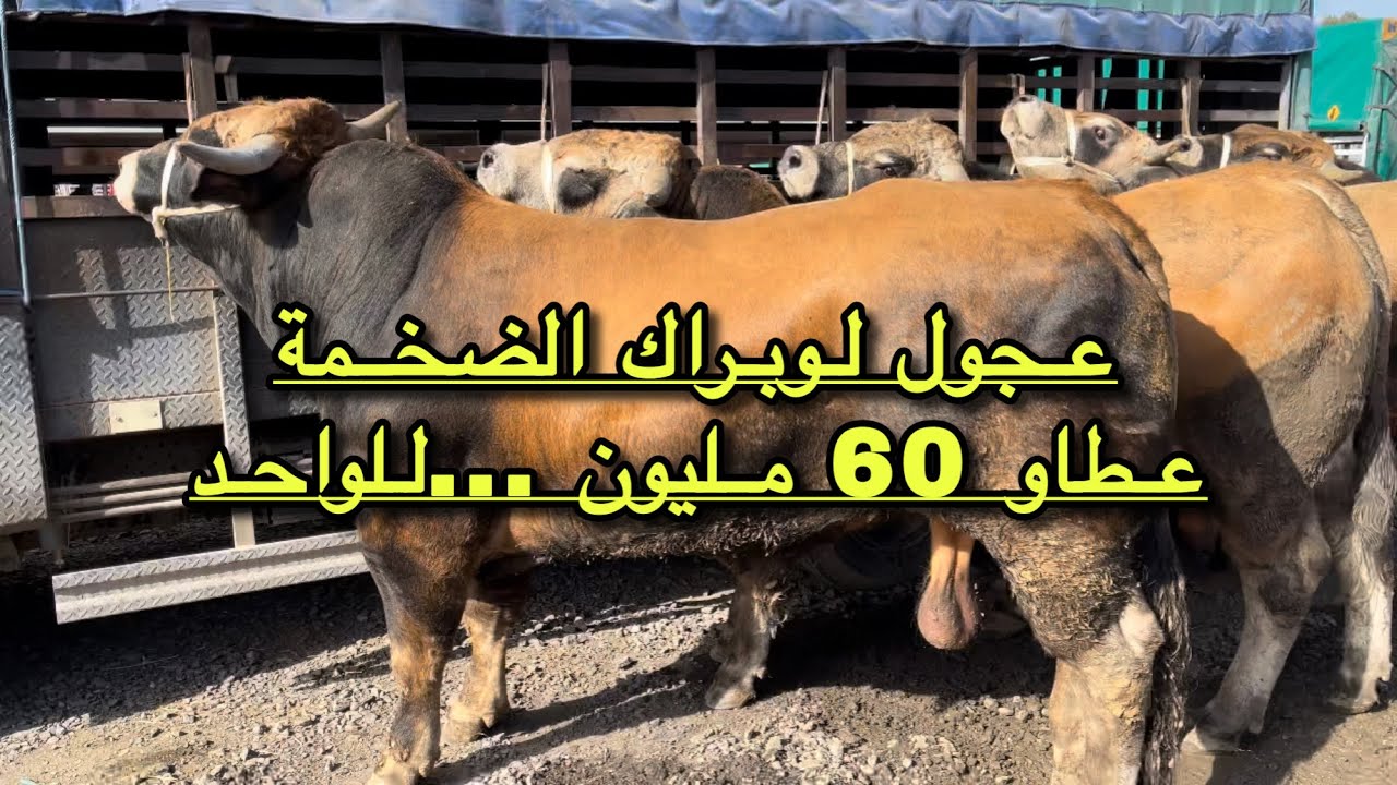 أسعار عجول لوبراك و الشارولي الفرنسية بسوق البويرة للأبقار