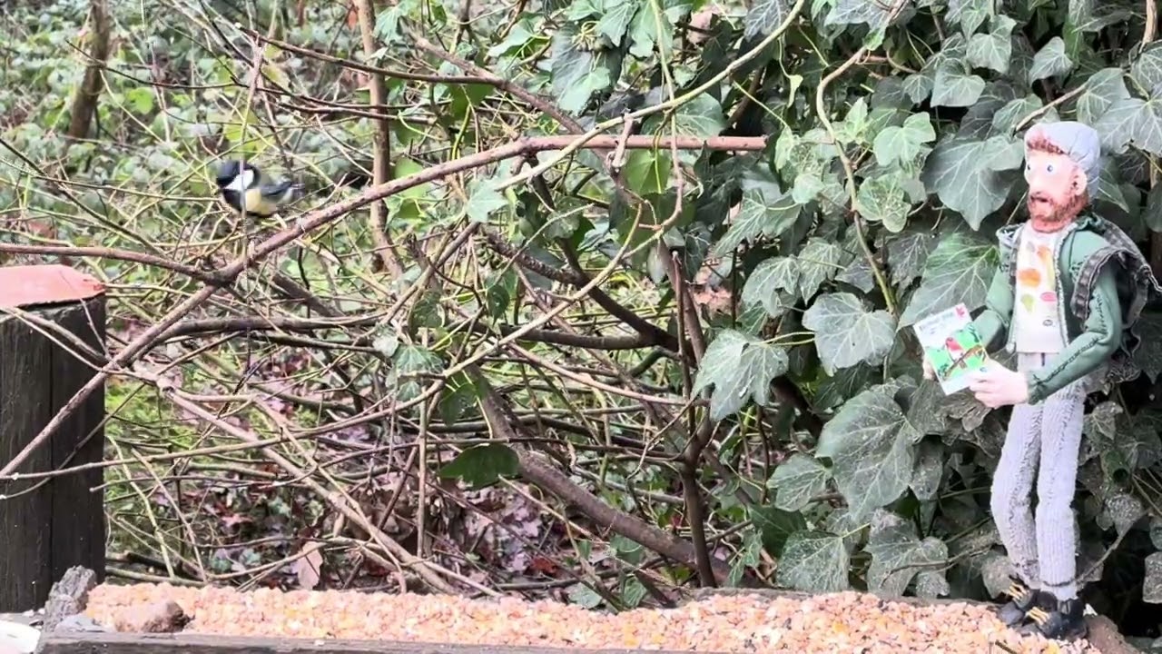 Birds visiting the feeding station at Bradley woods mindfulness moment 