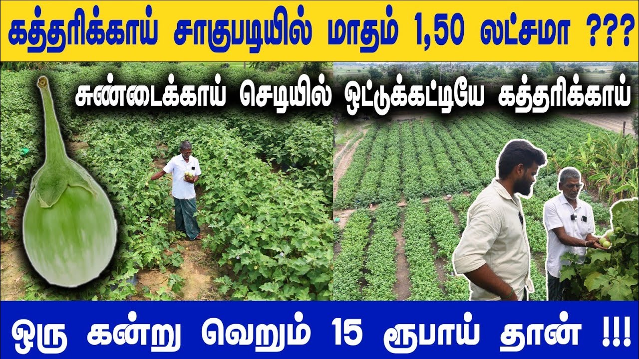 அதிக லாபம் தரும் 💸 சுண்டை செடியில் ஒட்டுக் கட்டிய கத்தரிக்காய் 🍆 | @Namma_ooru_Business