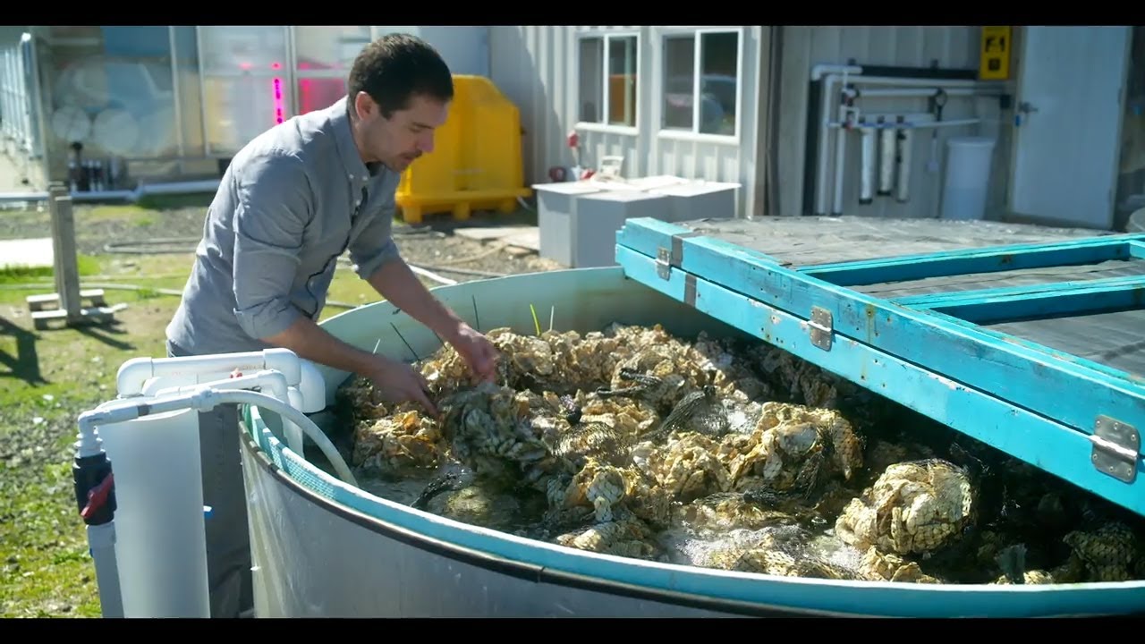 Conservation efforts help revive native Puget Sound shellfish