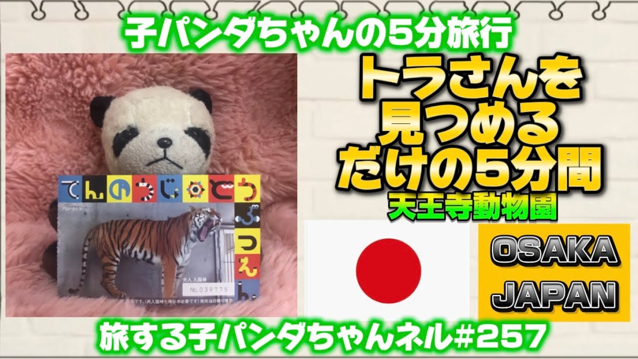 ※257子パンダちゃんの5分旅行　 「トラさんを見つめるだけの5分間　大阪天王寺動物園 編」　-大阪　日本🇯🇵-【旅する子パンダちゃんネル】