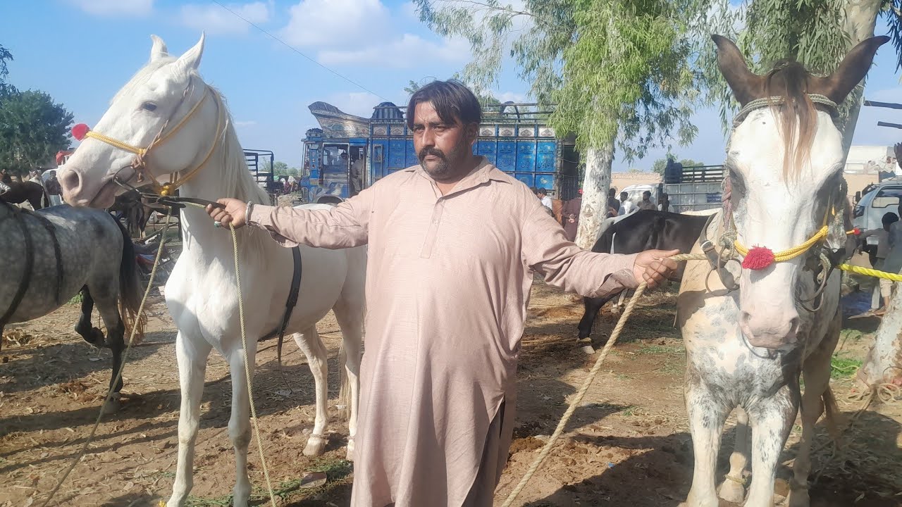 FAISALABAD HORSE MANDI|MANDI AMINPUR BANGLA|HORSE SHOW|NUKRA HORSE FOR SALE|BEAUTIFULL HORSE|RIDING