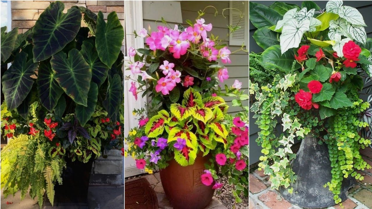 60 ideas de combinación de plantas en una sola maceta