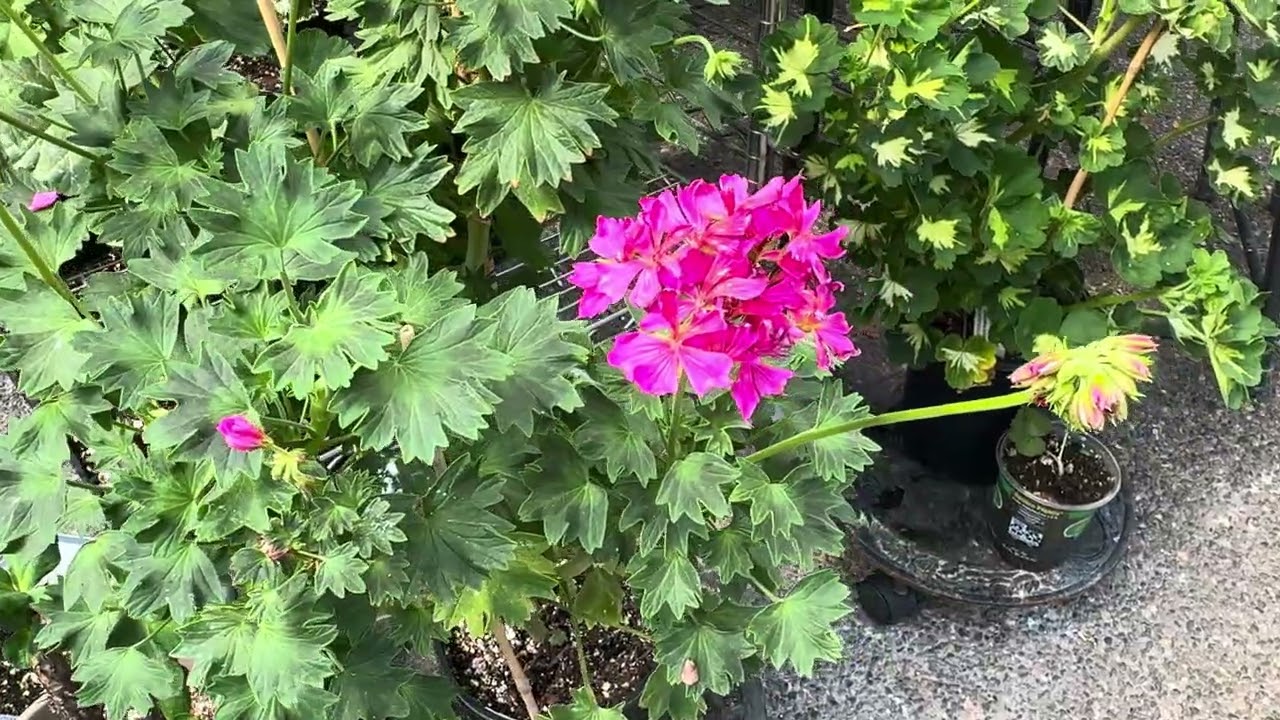 Como van mis Geranios 🌸🌺🌷