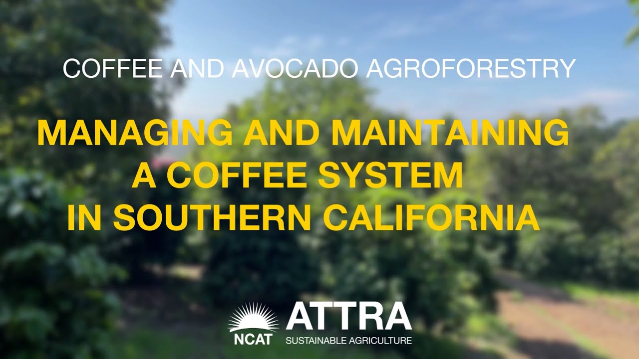 Managing and Maintaining a Coffee System in Southern California