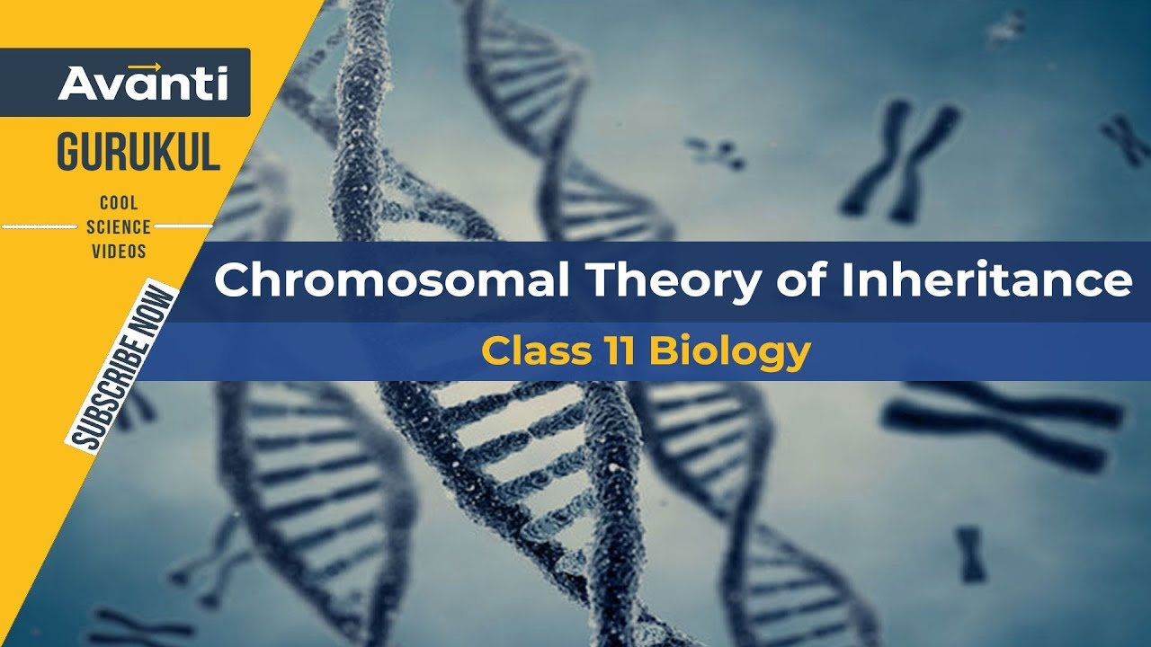 12B05 - Principles of Inheritance and Variation - Chromosomal Theory of Inheritance