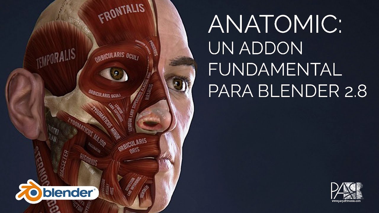 ANATOMIC: un addon fundamental para Blender 2.8