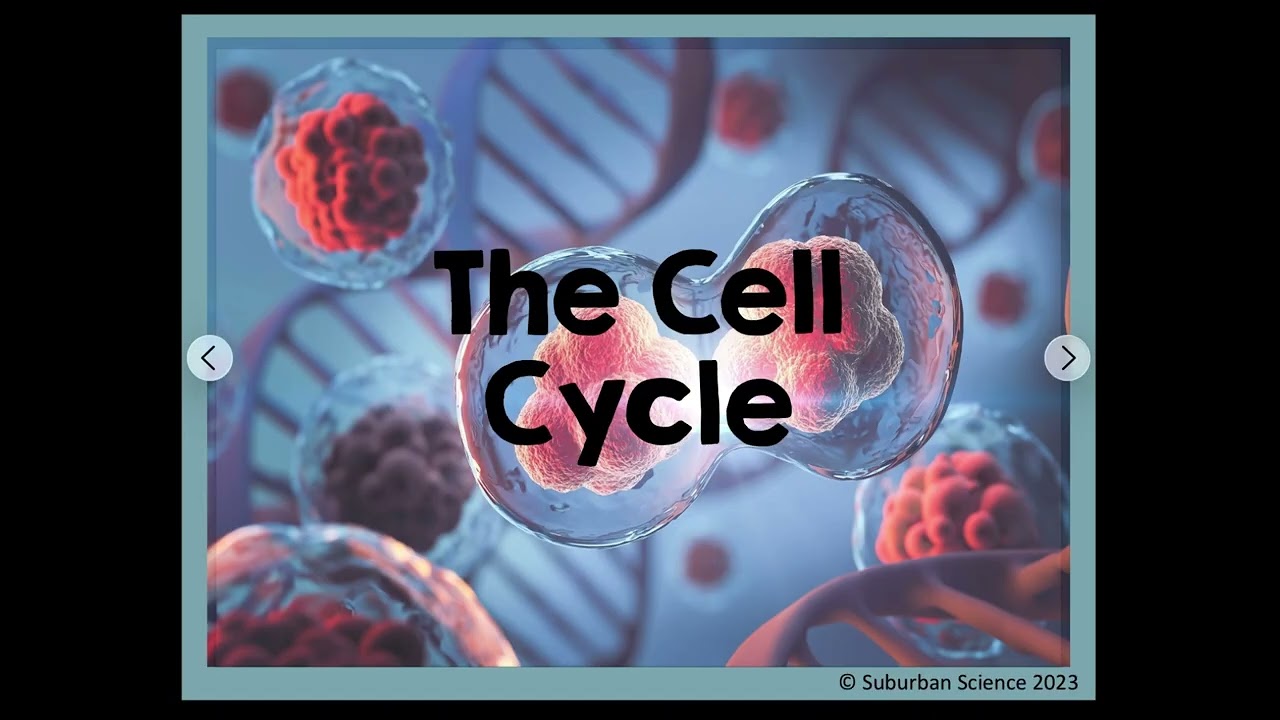 Cell Cycle Notes 2026