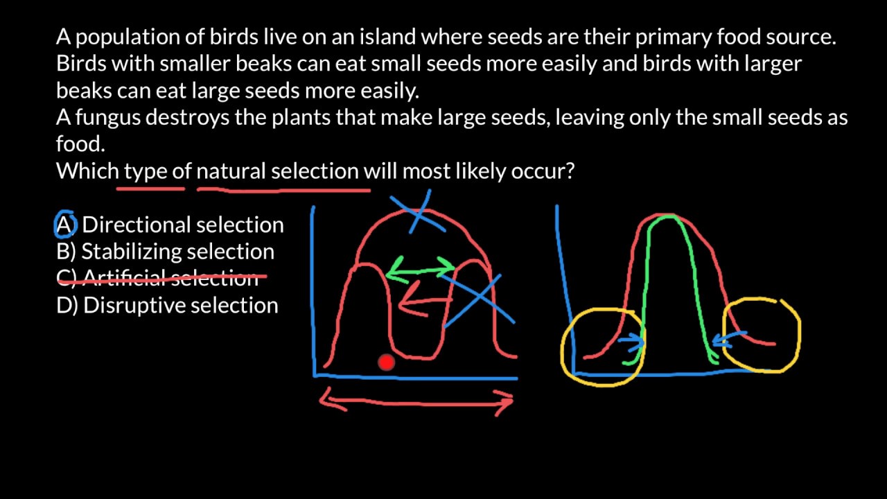 Directional, Stabilizing, Artificial, and Disruptive Selection Explained