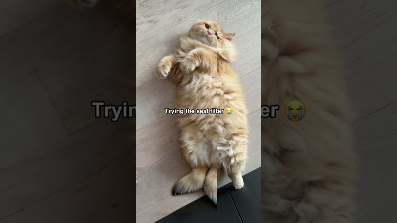 Фильтр тюленя #shorts #кот #смешно