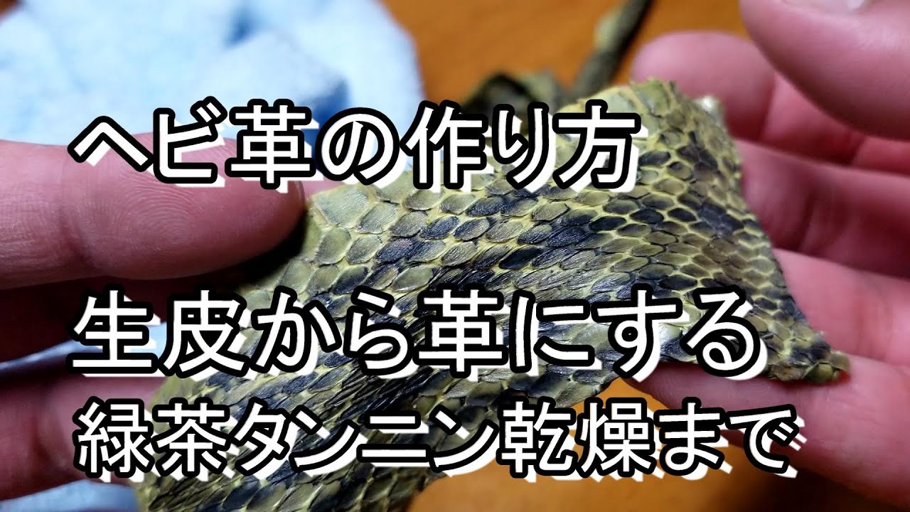 シマヘビの皮を革にする　ヘビ革なめし前編