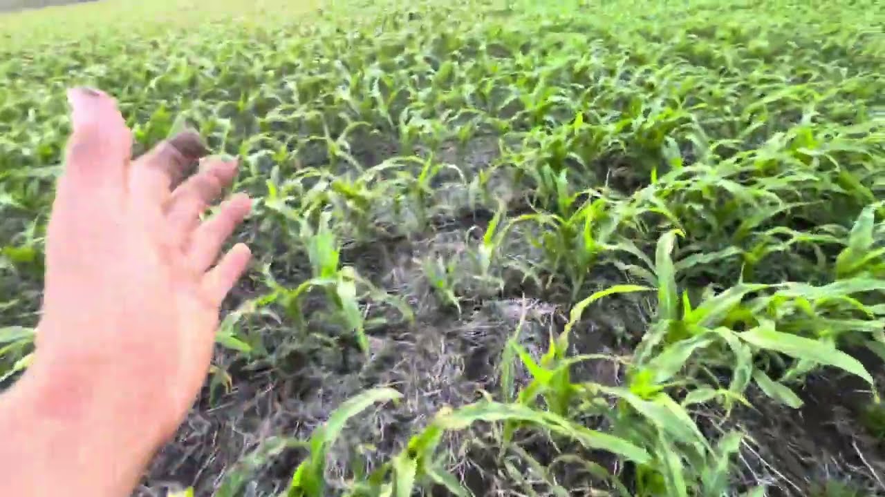 Кукурудза, прямий посів, цікаві спостереження, 18.06.24