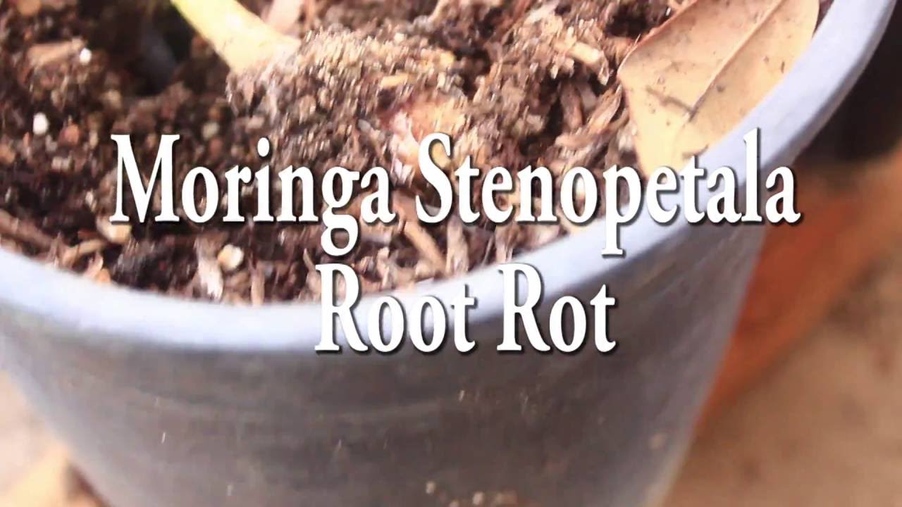 Moringa Root Rot - How to stop it