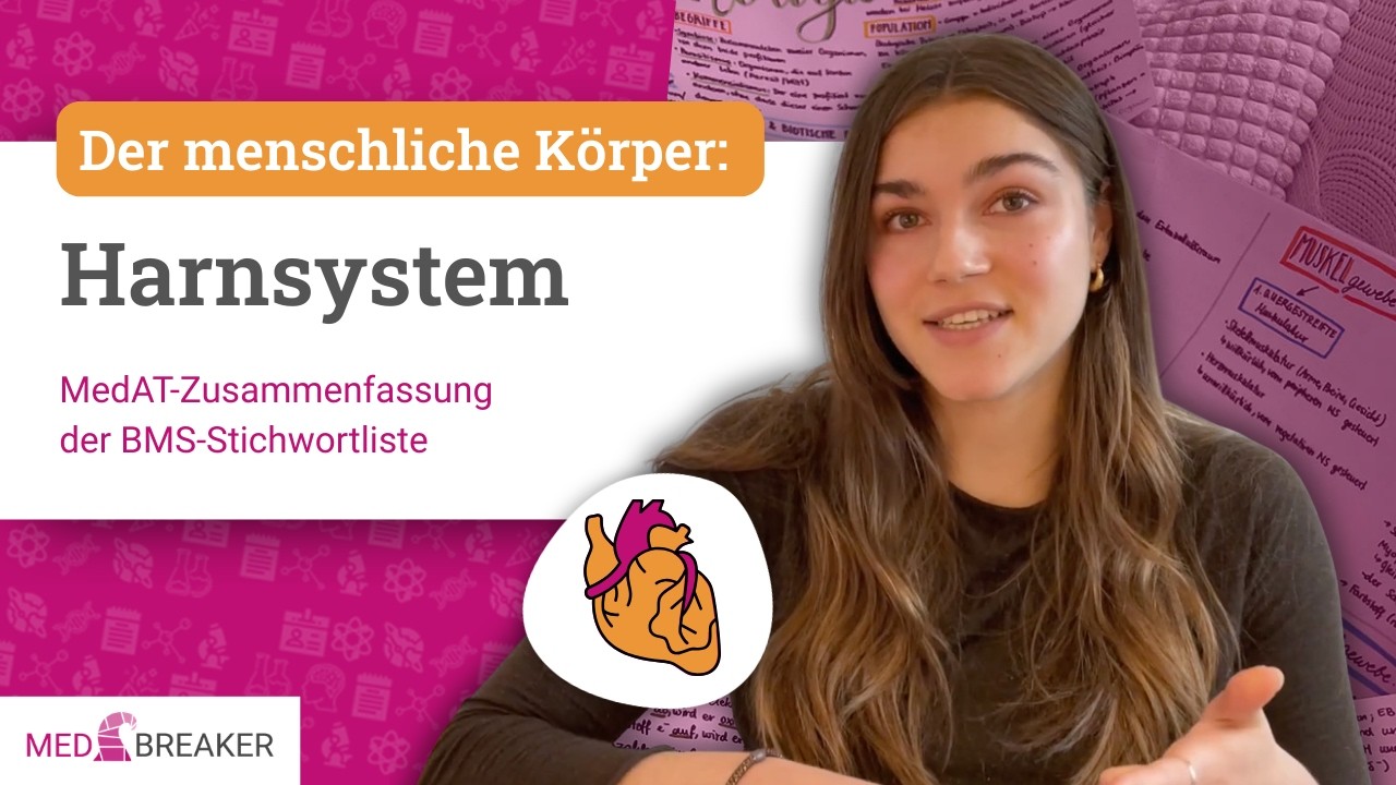 Harnsystem - Der menschliche Körper | MedAT-Zusammenfassung der BMS-Stichwortliste
