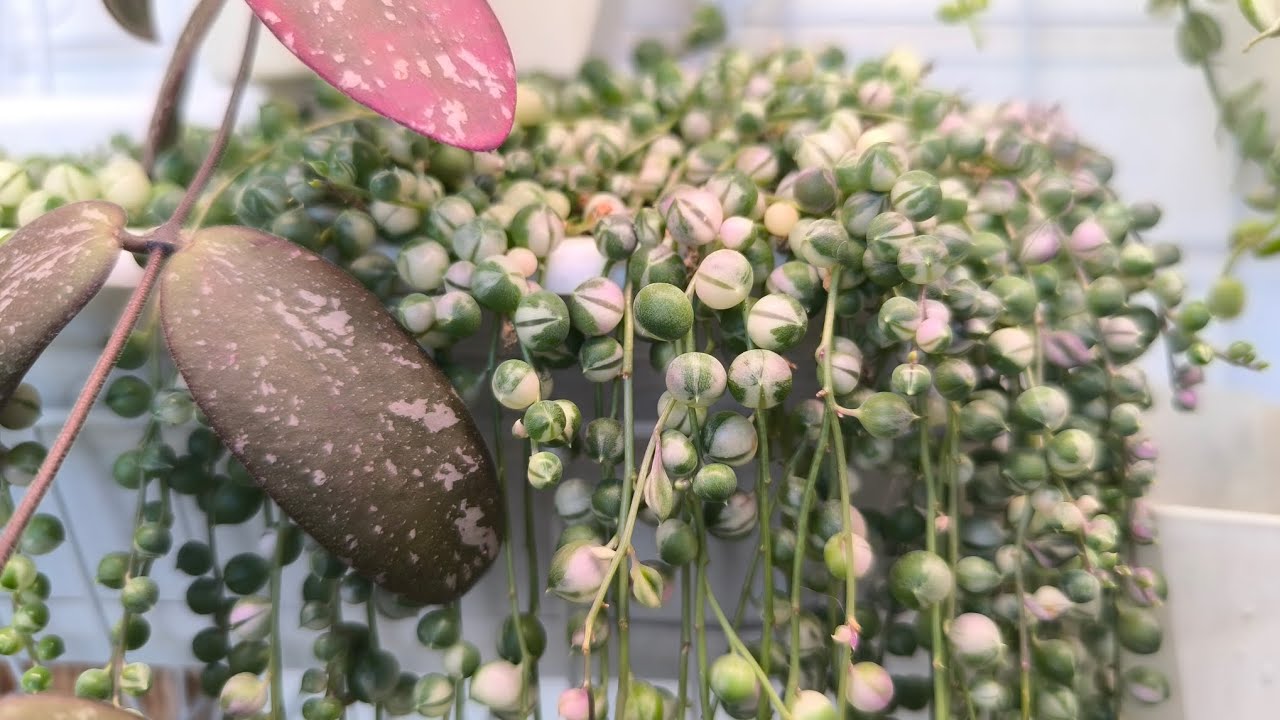 Мой уход за крестовником .Взрослые хойи.