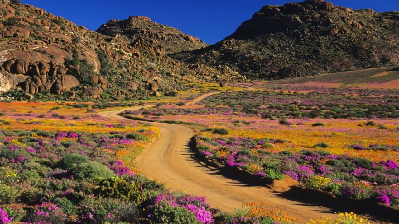 Chasing South Africa&rsquo;s Springtime Miracle: A Journey to the Namaqualand Flower Fields