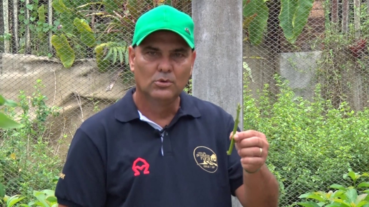 CPRural Responde -  Enxertia em Abacate