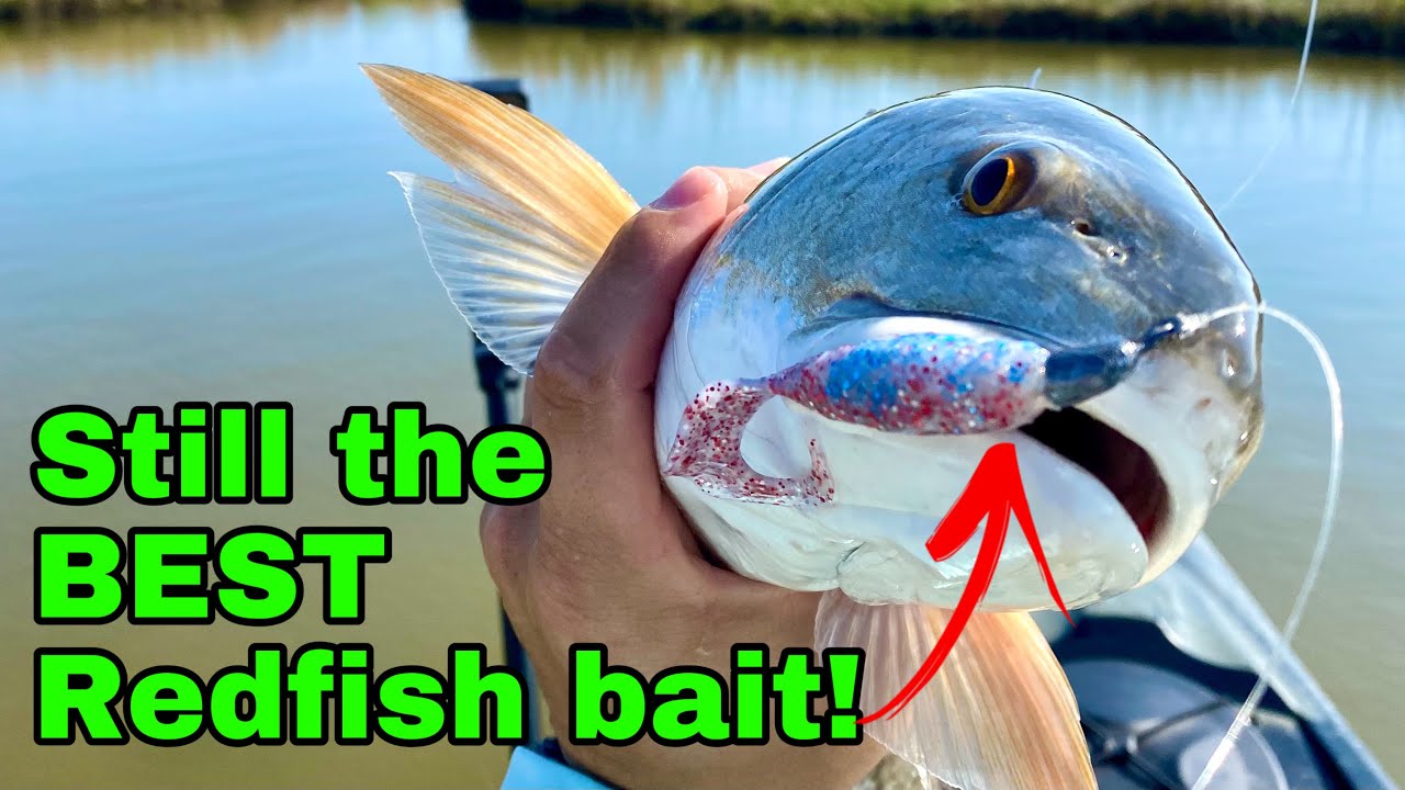 Schools of REDFISH in Drum Bay! 4K