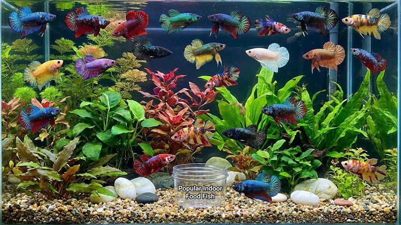 Galaxy Betta Fish Collection | Stunning Colors You Must See #GalaxyBetta #BettaFish #RareBetta