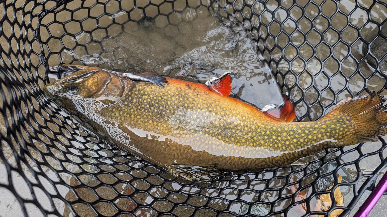 リヴァスポット早戸でデカ・ブルッキー！／Got a Big Brookie at River Sport Hayato!