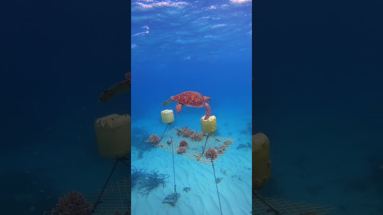 Turtle looking over the Coral Nurseries of The Great Barrier Reef #relaxation #magic #sleepmusic