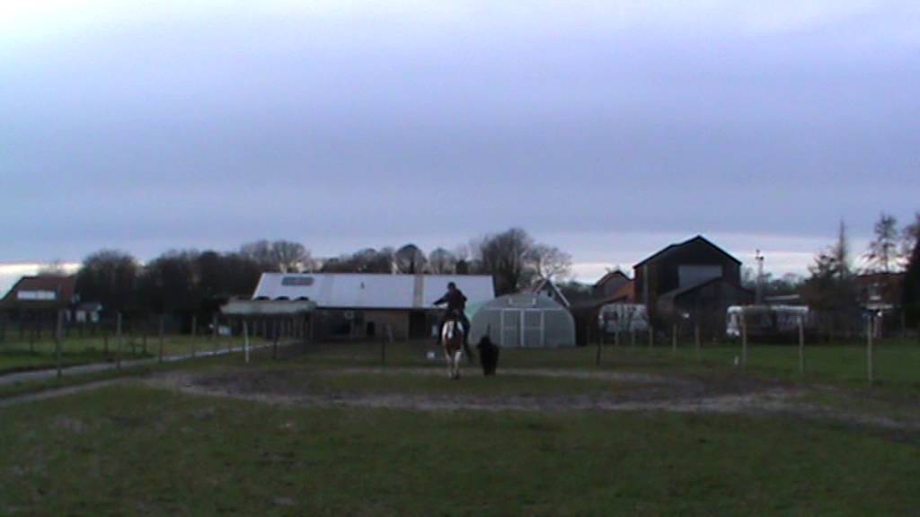 handpaarden in stap