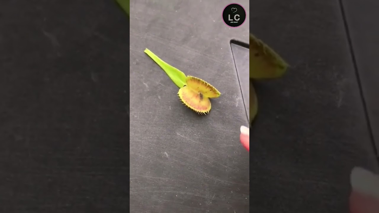 Venus Flytraps (Dionaea muscipula) Potted - Life Craft Videos