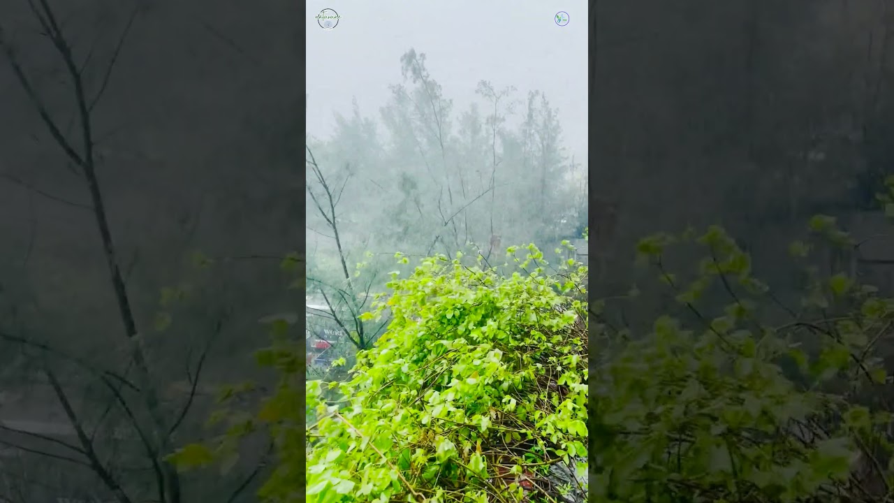 Monsoon Fury in Bloom | Rangoon Creeper & Cypress Trees in a Wild Rainstorm