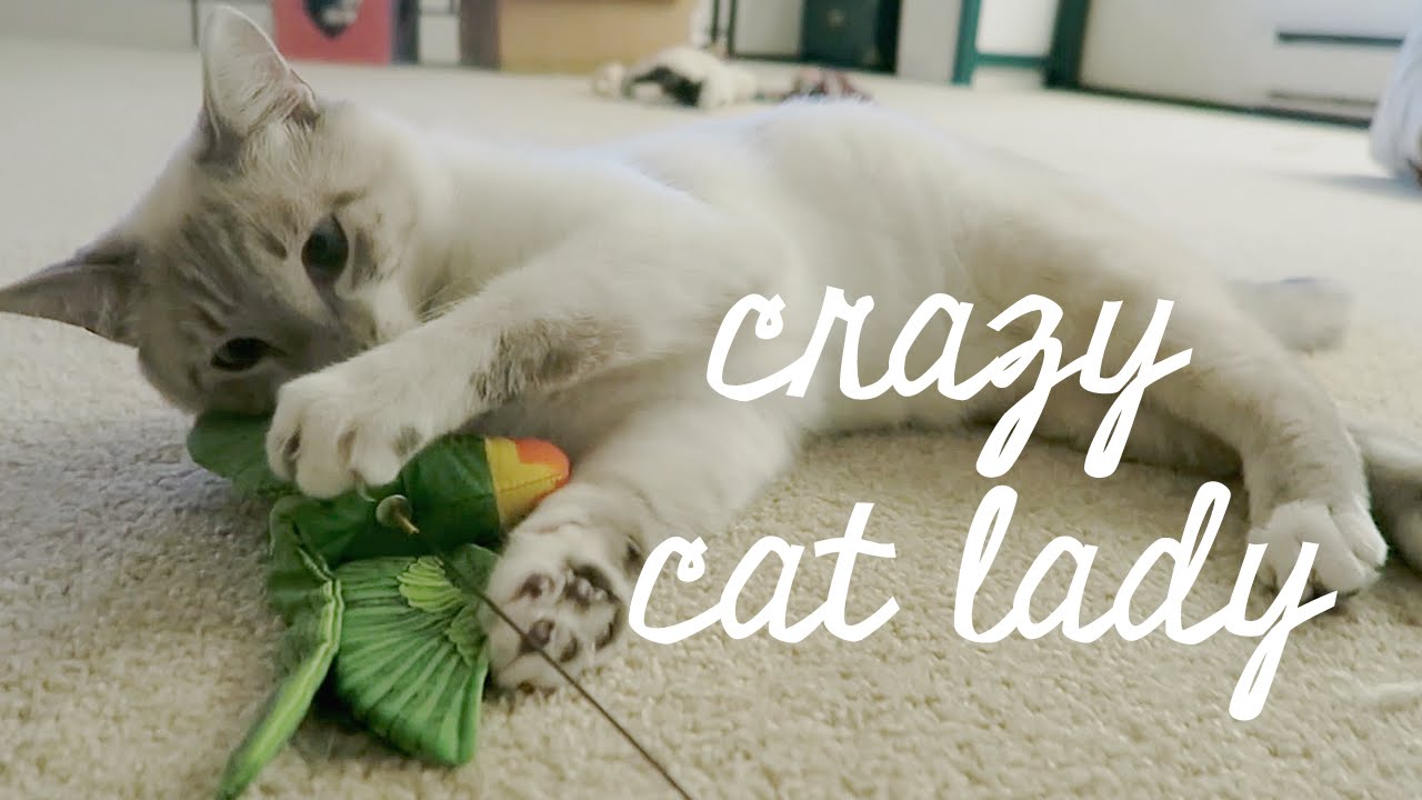 I'm Obsessed With My Cat