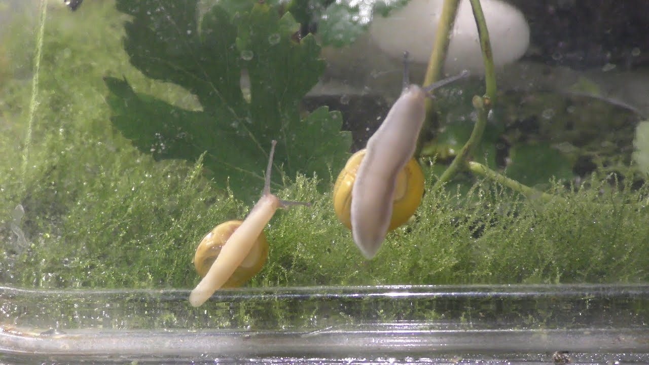Land Snails Aquarium Garden