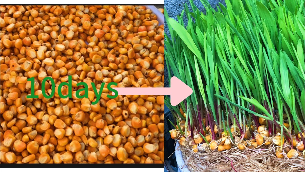 Hydroponic farming technology How to grow hydroponic green food  techniques for pets