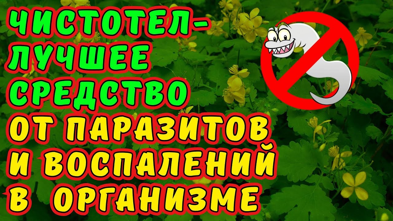 ЧИСТОТЕЛ. ОТ ВОСПАЛЕНИЙ И ПАРАЗИТОВ В ОРГАНИЗМЕ ЧИСТОТЕЛ- ЛУЧШЕЕ СРЕДСТВО