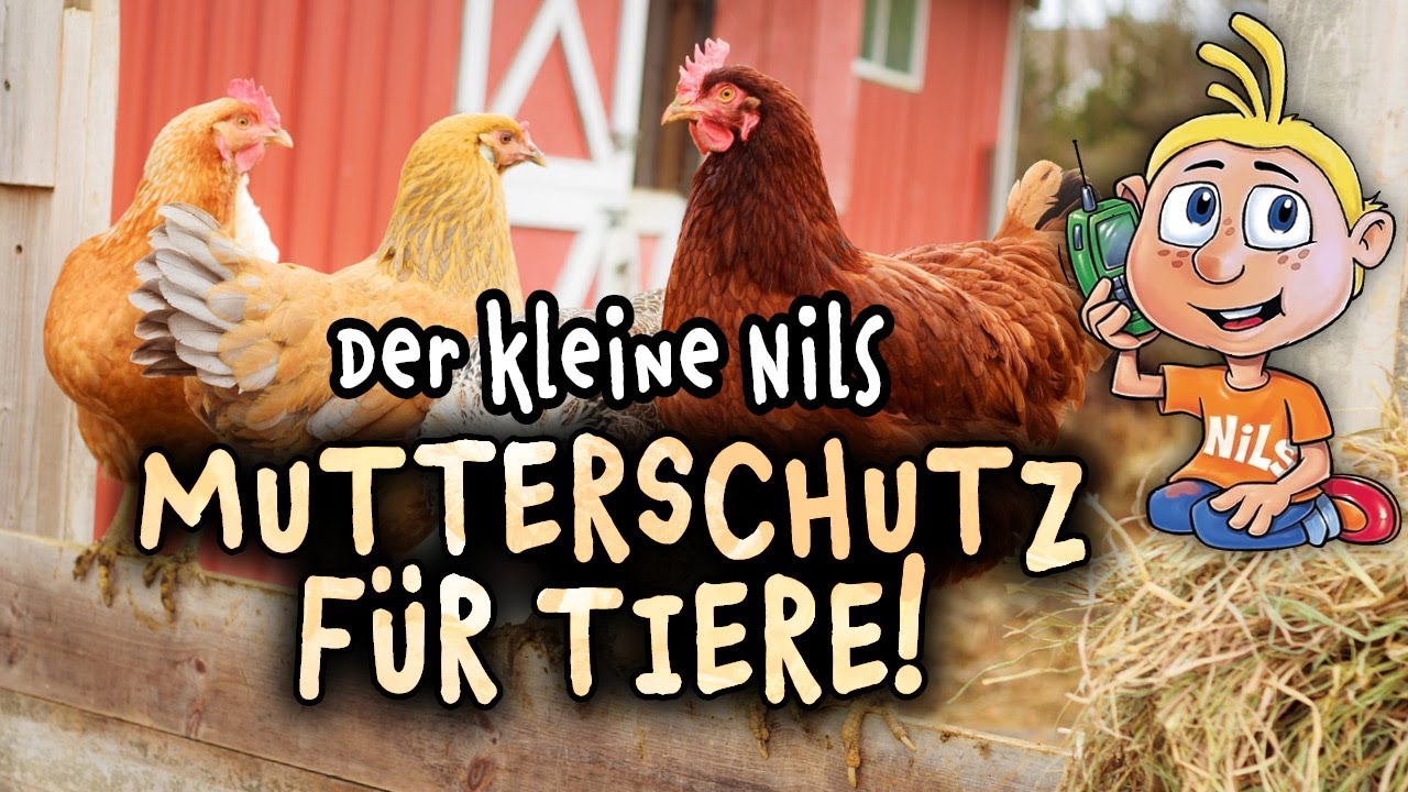 Hühner-Wellness - Der kleine Nils #Spaßtelefon