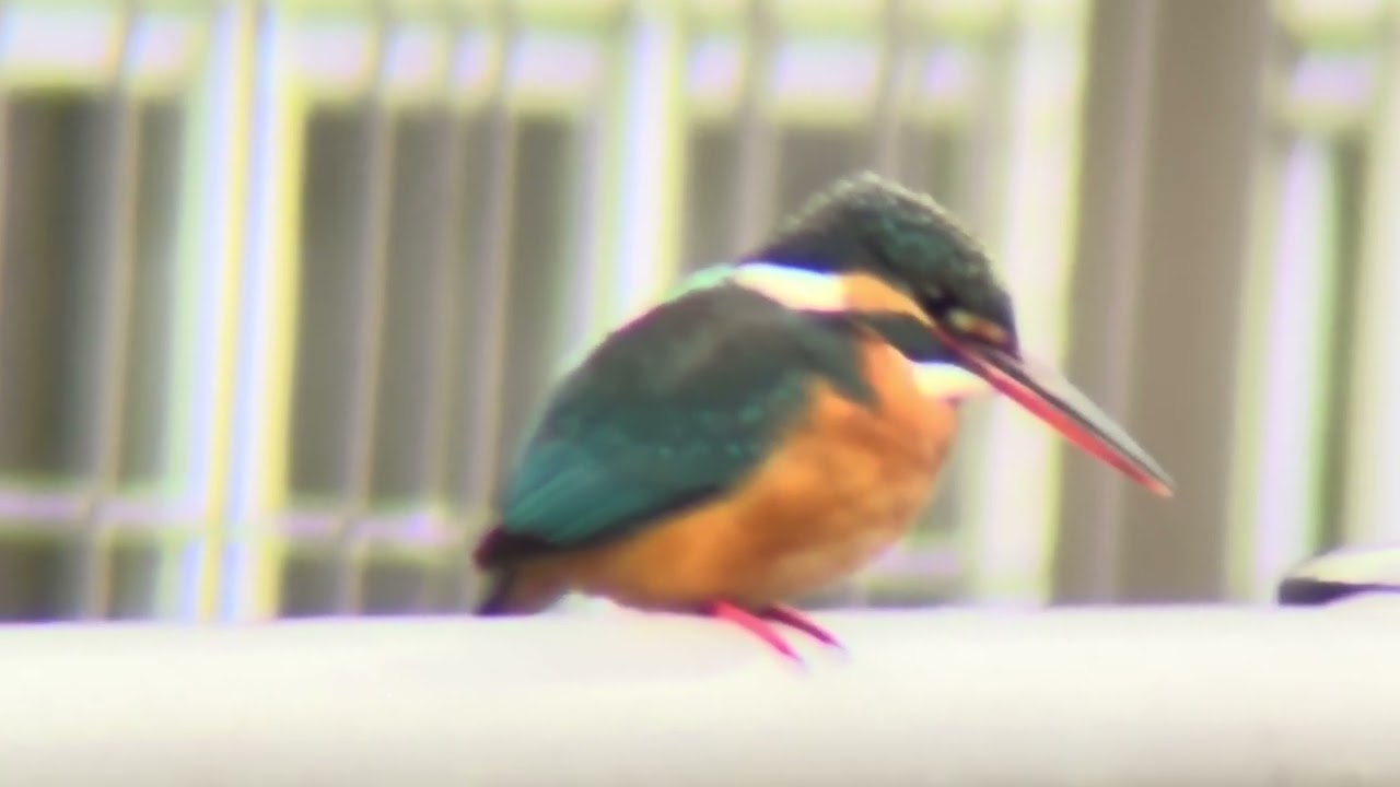 善福寺川　カワセミ