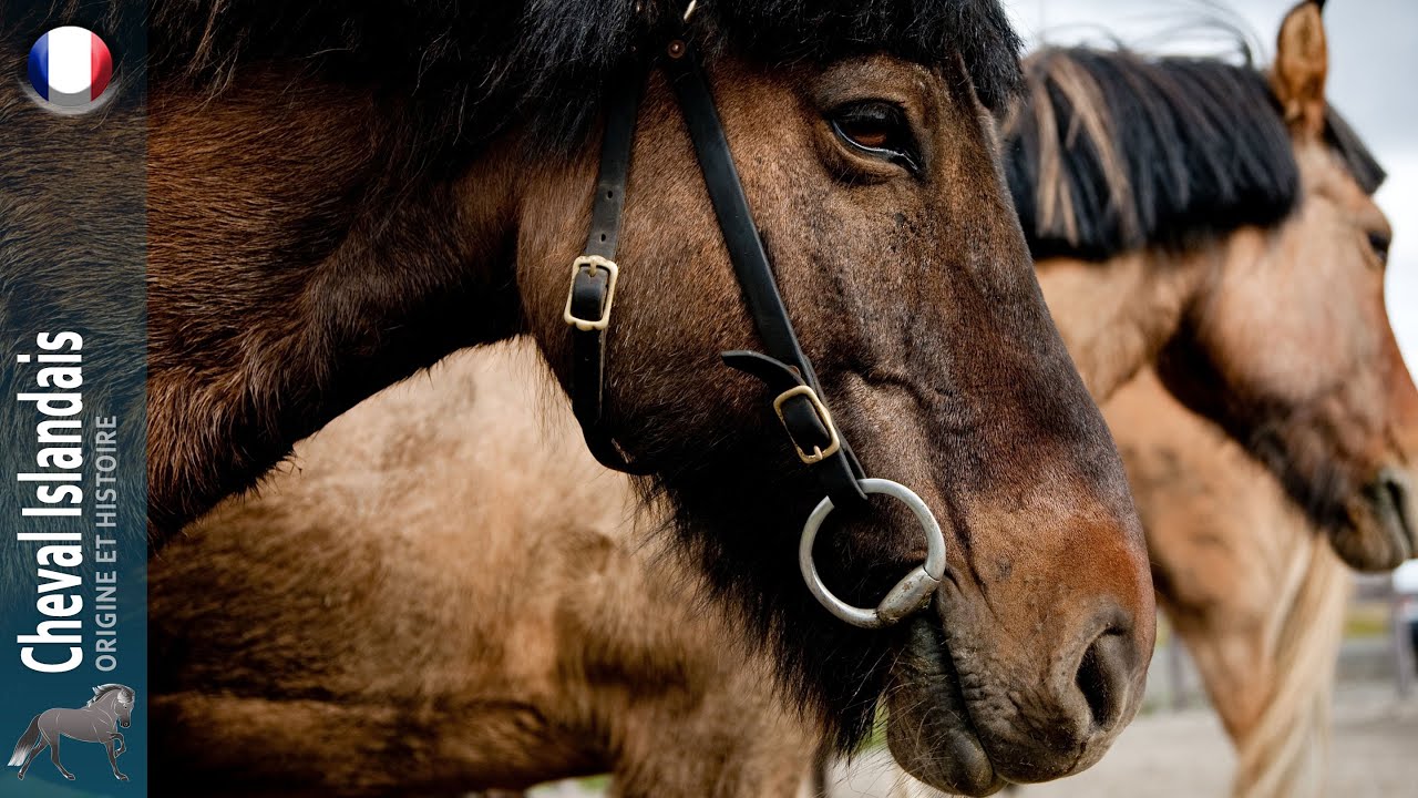 Cheval Islandais, des chevaux restés purs depuis plus d'un millénaire, Origine des races
