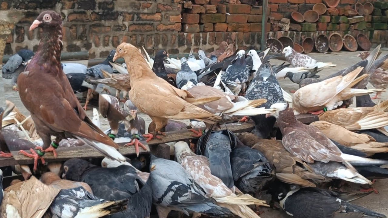 After heavy rain my birds are very hungry 🌧️