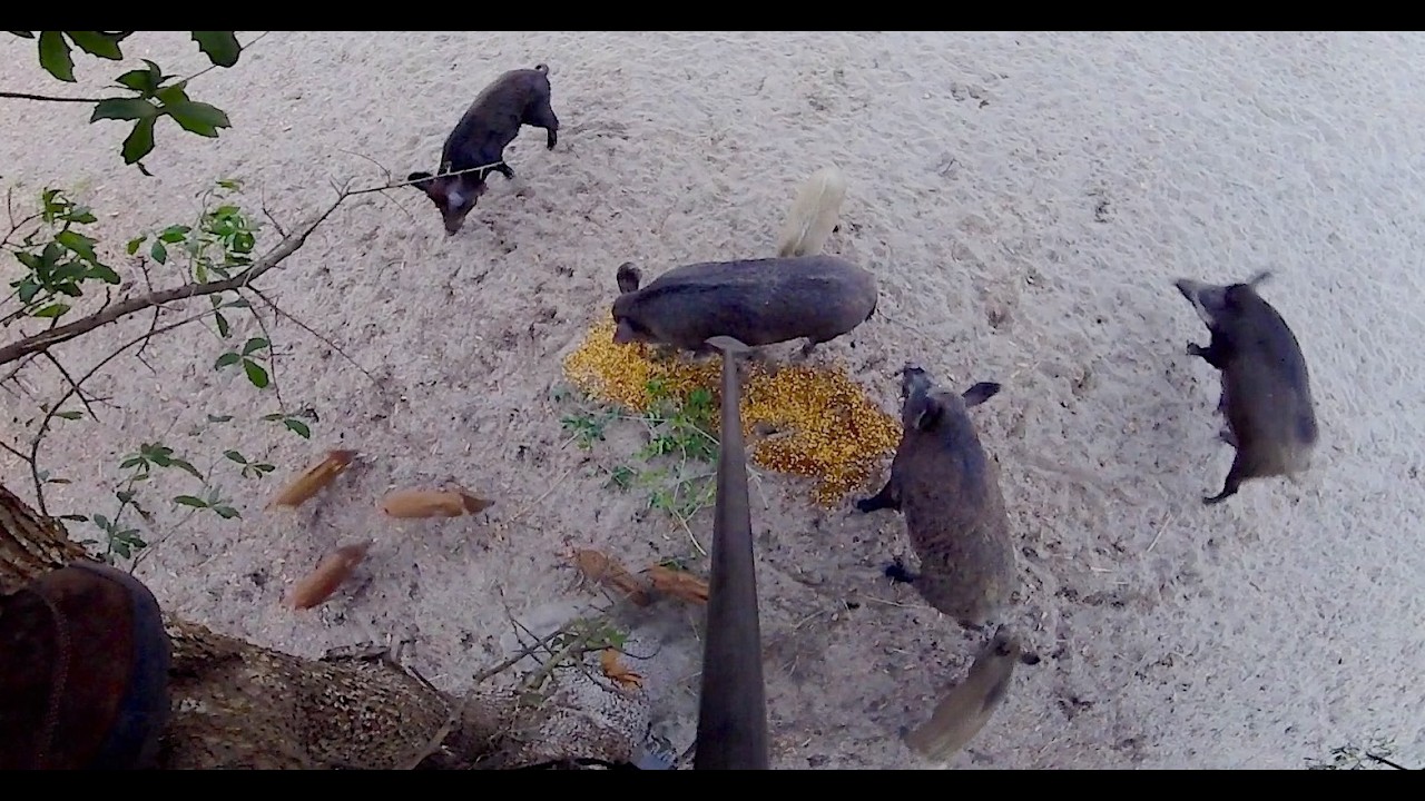 Spear Hunting For Huge Wild Hogs | Multiple Hogs Killed