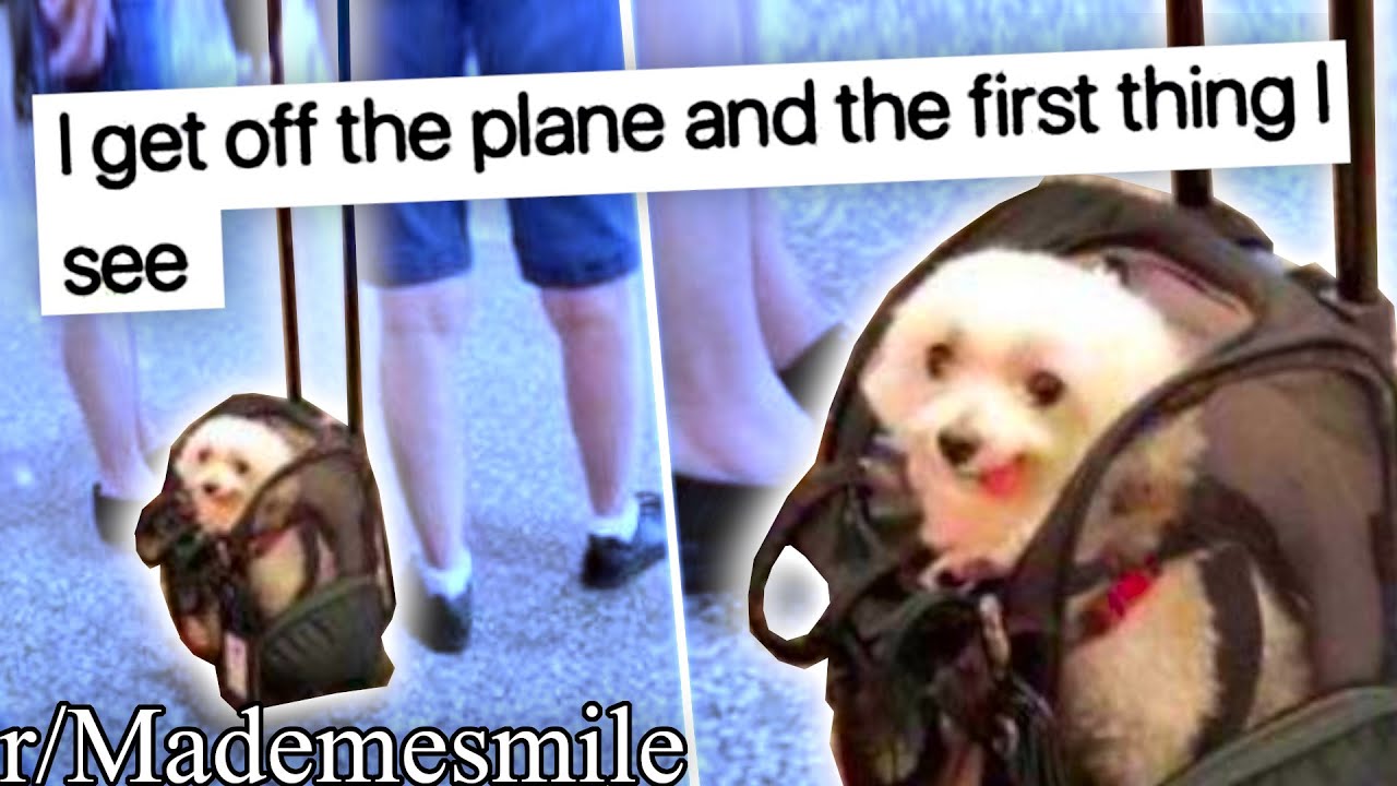 r/Mademesmile | SUITCASE DOG!!