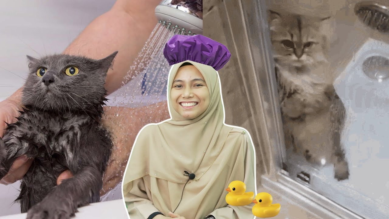 Kenapa Kucing Takut Sangat dengan Air?