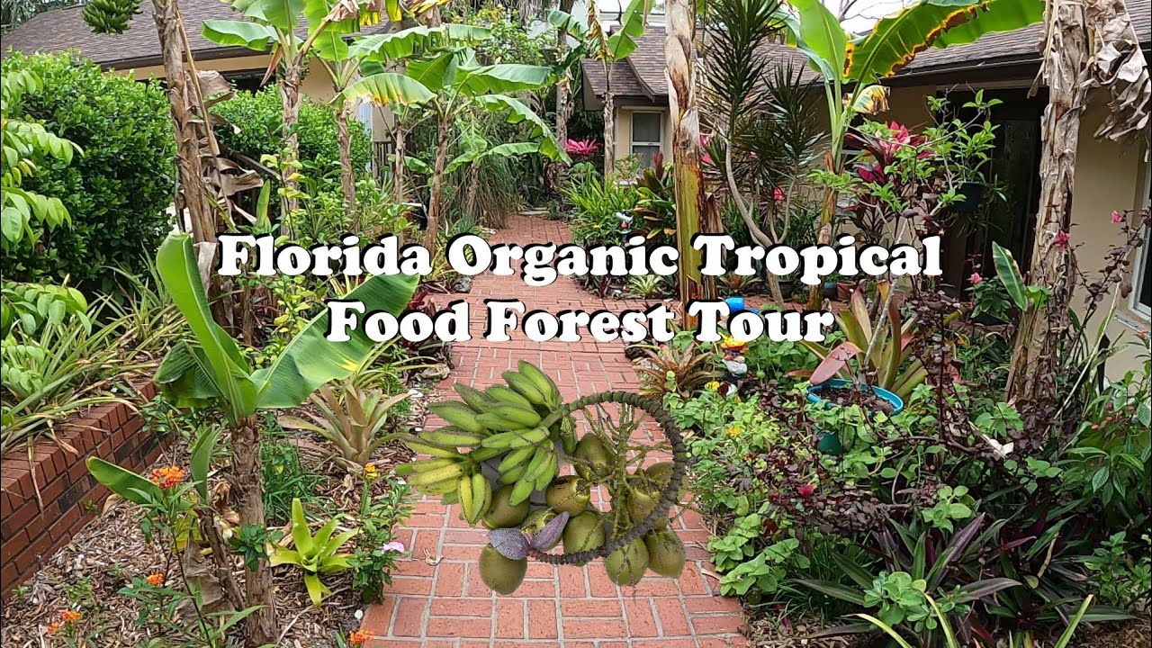 Florida Organic Edible / Tropical Garden Food Forest Tour | March Zone 10a