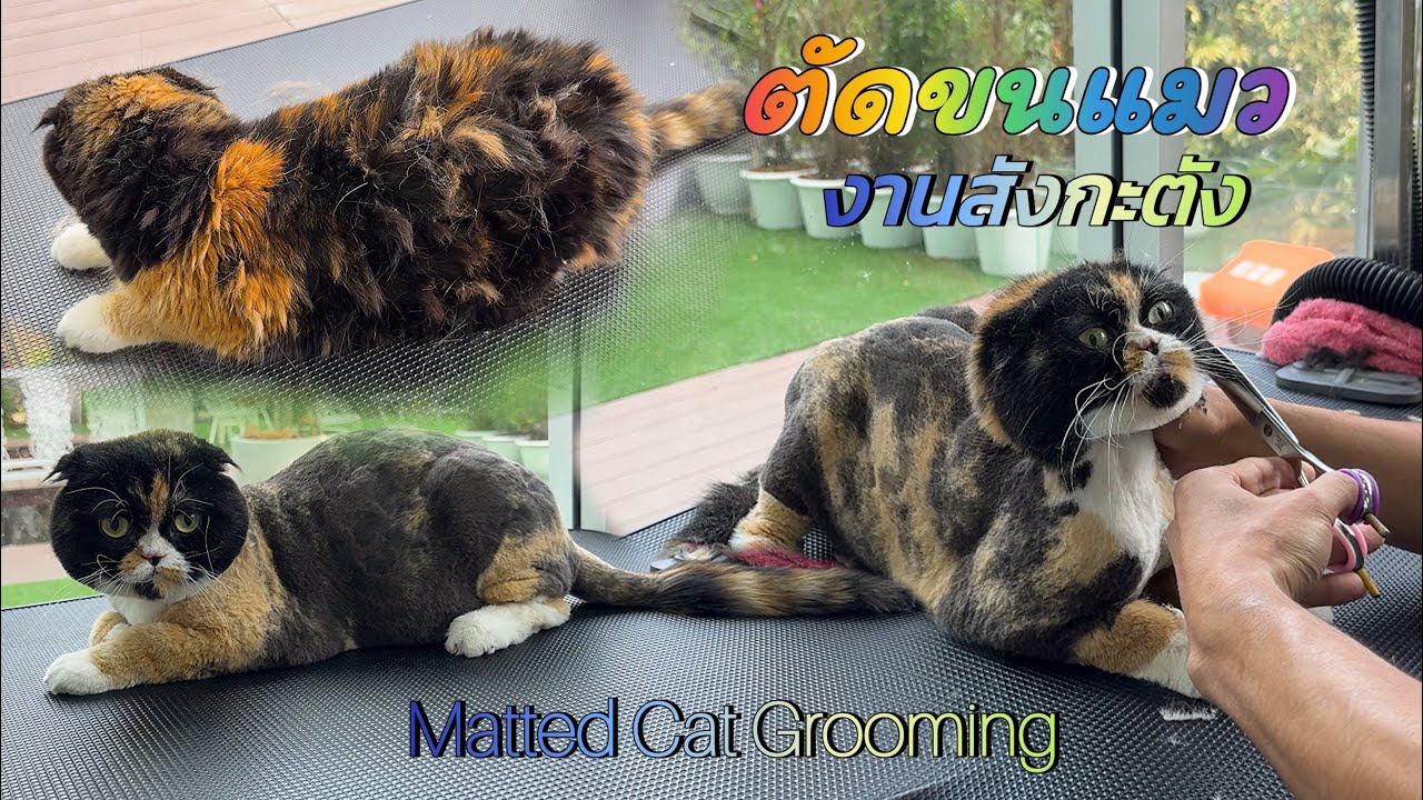 ตัดขนแมวงานสังกะตัง | Matted Cat Grooming🐈✂️