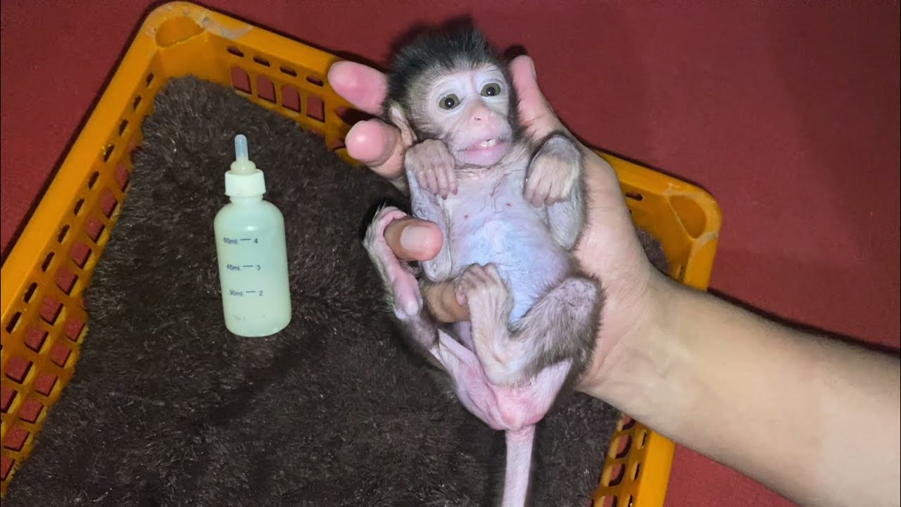 NEWBORN BABY MONKEY MESSED