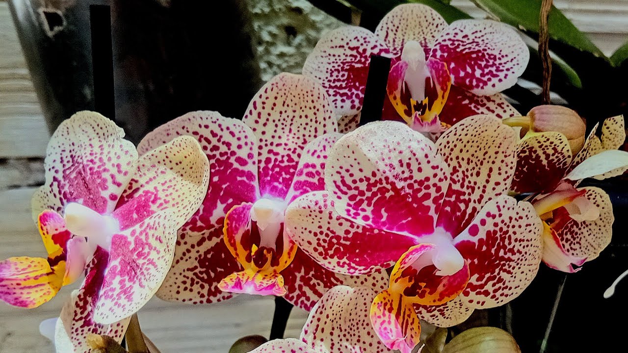 Phalaenopsis, exótica a mais linda e incrível que você verá hoje 