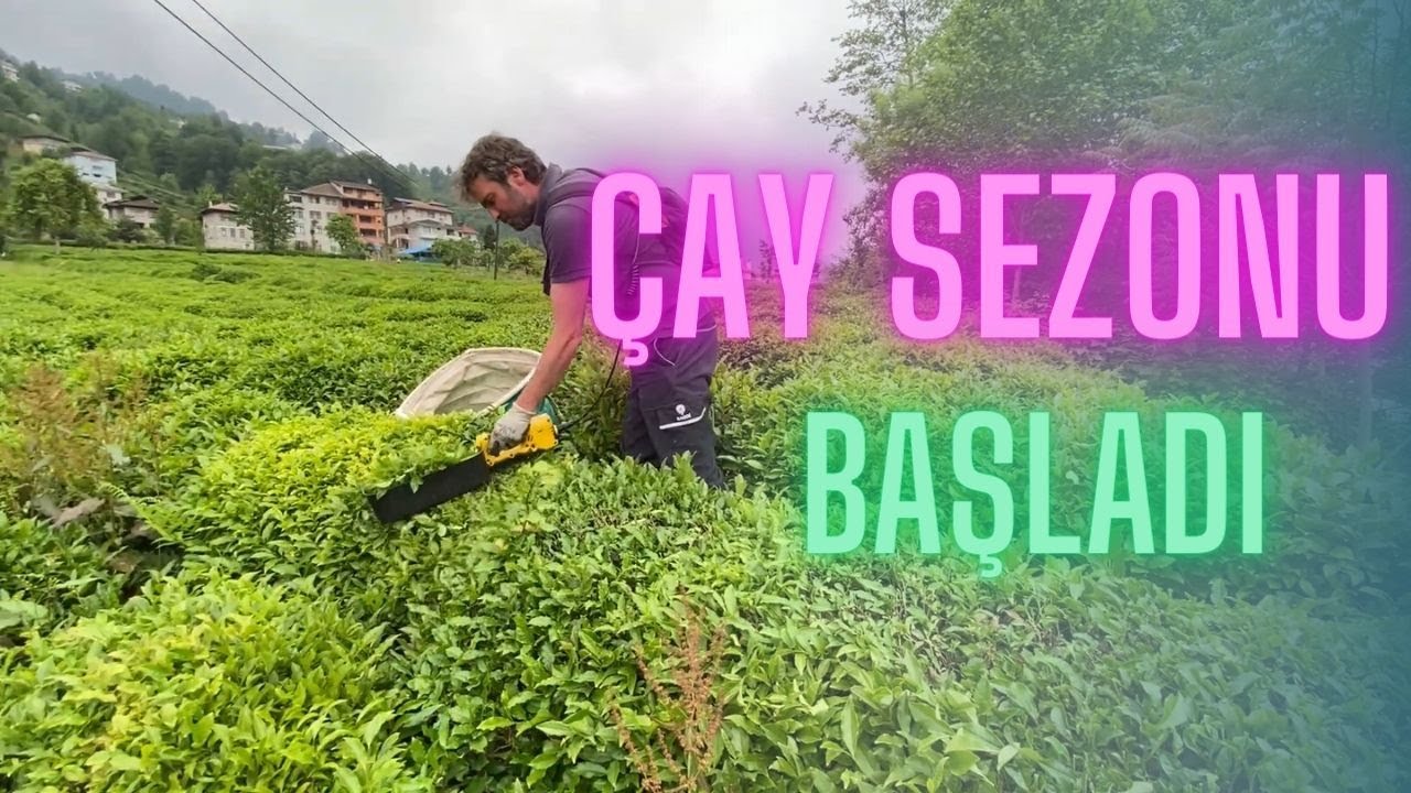 ÇAY TOPLAMA SEZONU BAŞLADI/KARADENİZ KÖY HAYATI