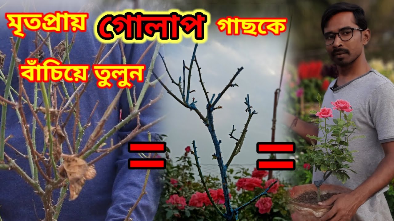 মৃতপ্রায় গোলাপ গাছ কে বাঁচিয়ে তুলুন এক নিমিষে / Dying Rose Plant care.