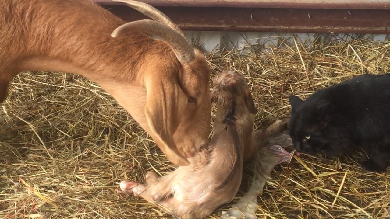 Goat Birth and Why We Have Kiko Goats