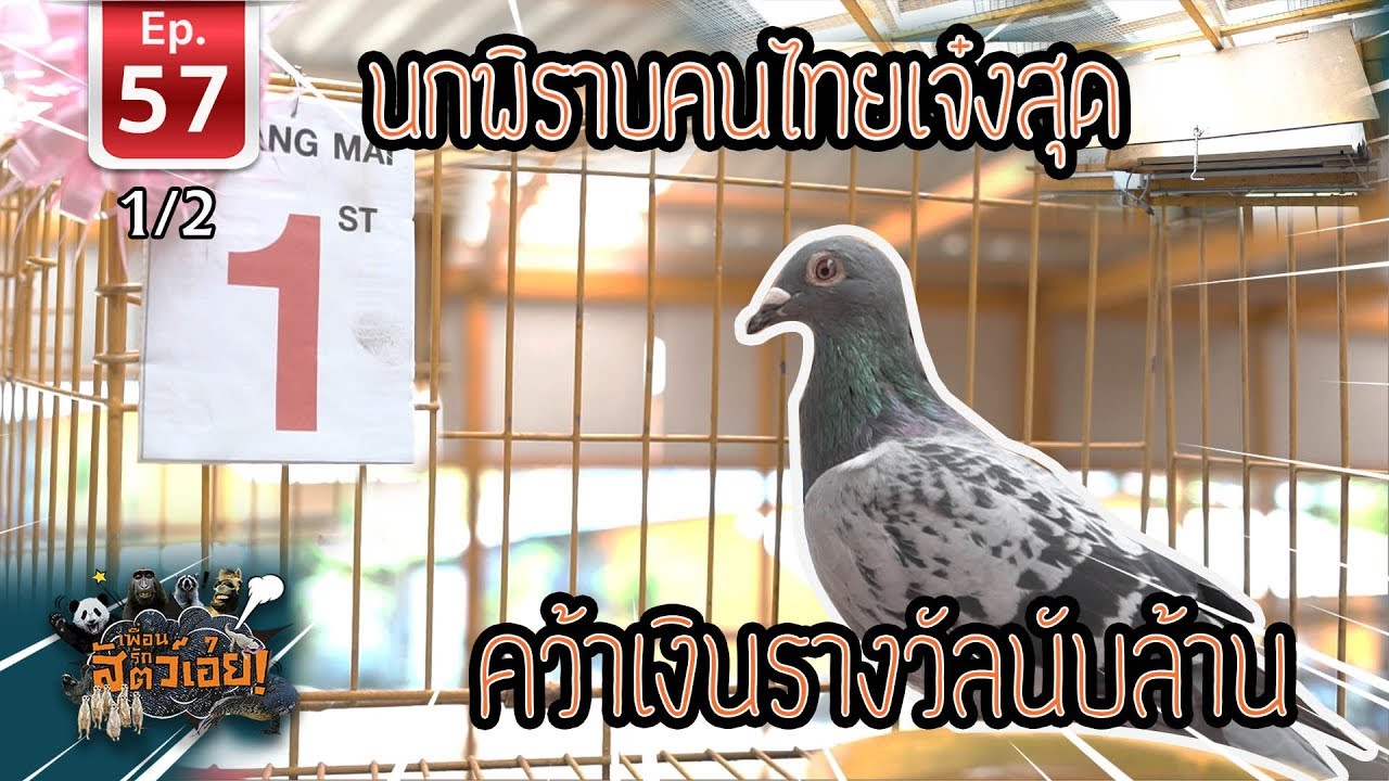 Thai pigeon นกพิราบคนไทย คว้าเงินรางวัลนับล้าน - เพื่อนรักสัตว์เอ้ย EP 57 [1/2]