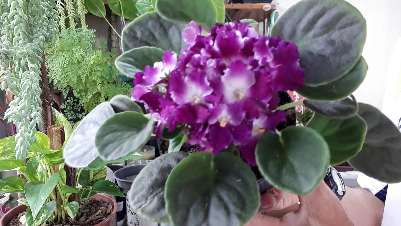 Como cuidar e fazer mudas de violetas (saintpaulia ionantha).