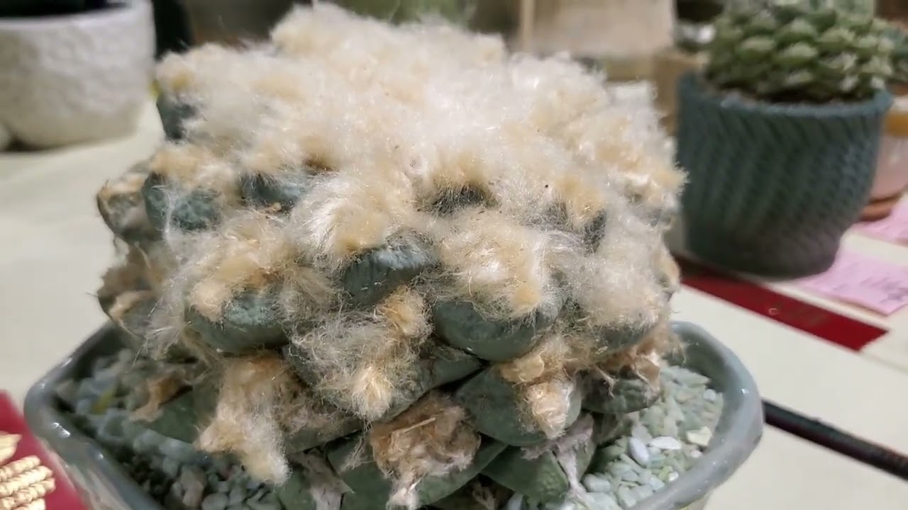 Inter City Cactus and Succulent Show 2025 at Los Angels Arboretum