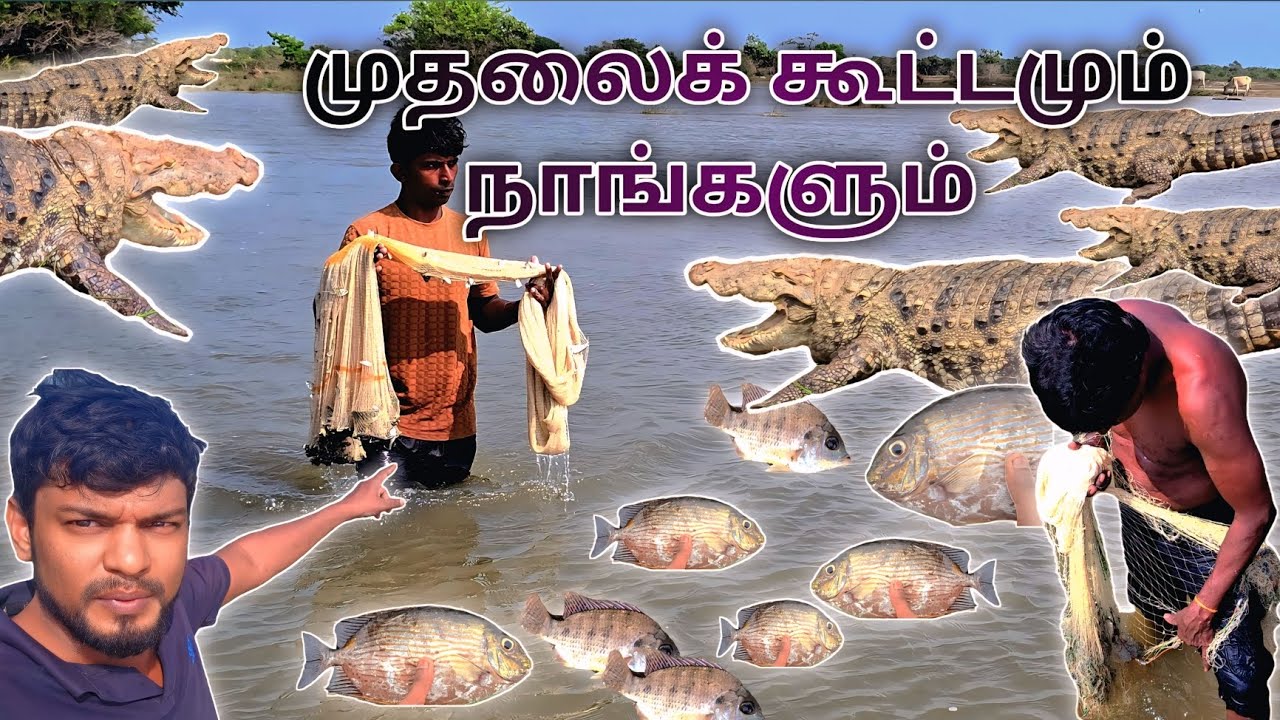 முதலைக் கூட்டமும் நாங்களும் vlog tamil srilanka #vlog video #viral 